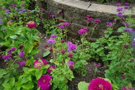 Image result for Ageratum houstonianum