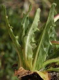 Attēlu rezultāti vaicājumam “Taraxacum suecicum leaf”