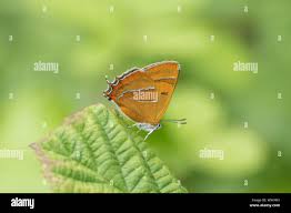 Attēlu rezultāti vaicājumam “Thecla betulae underside”