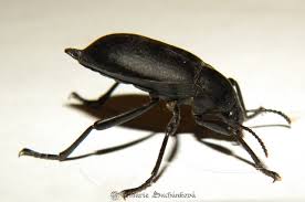 Attēlu rezultāti vaicājumam “Blaps mortisaga”