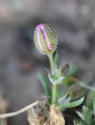 Attēlu rezultāti vaicājumam “Spergularia rubra flower”