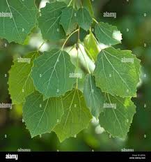 Attēlu rezultāti vaicājumam “Populus tremula”