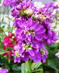 Image result for Levkoje