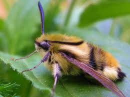 Attēlu rezultāti vaicājumam “Hemaris tityus”