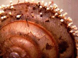 Attēlu rezultāti vaicājumam “Craterium leucocephalum macro”