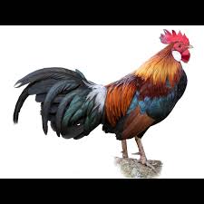 Attēlu rezultāti vaicājumam “Gallus”