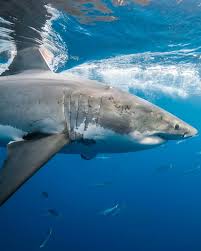 Image result for Carcharodon carcharias