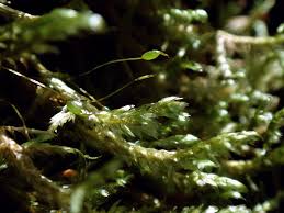 Attēlu rezultāti vaicājumam “Neckera complanata sporophyte”