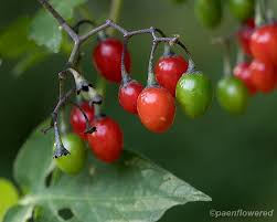 Attēlu rezultāti vaicājumam “Solanum dulcamara fruit”