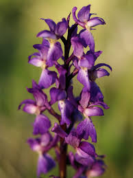 Attēlu rezultāti vaicājumam “Orchis mascula flower”