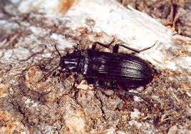 Attēlu rezultāti vaicājumam “Melandrya dubia”