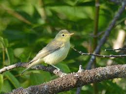 Attēlu rezultāti vaicājumam “Hippolais icterina”