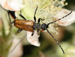 Attēlu rezultāti vaicājumam “Pseudovadonia livida”