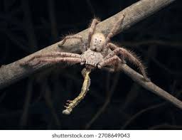 Attēlu rezultāti vaicājumam “Sparassidae”