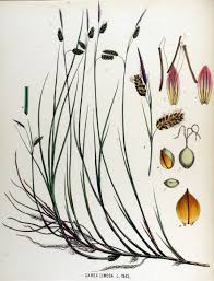 Attēlu rezultāti vaicājumam “Carex limosa”