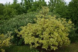 Attēlu rezultāti vaicājumam “Cornus alba”