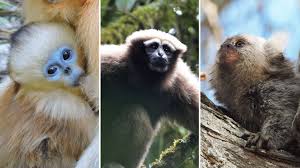 Attēlu rezultāti vaicājumam “Primates”