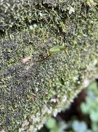 Attēlu rezultāti vaicājumam “Buxbaumia aphylla sporophyte”