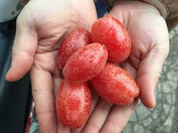 Attēlu rezultāti vaicājumam “Sium latifolium fruit”