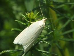 Attēlu rezultāti vaicājumam “Eana argentana”