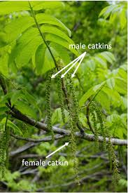Attēlu rezultāti vaicājumam “Pterocarya fraxinifolia male flower”