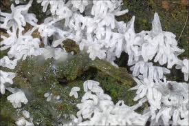 Attēlu rezultāti vaicājumam “Ceratiomyxa fruticulosa”