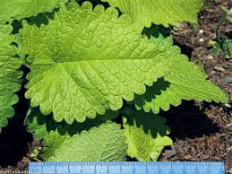 Attēlu rezultāti vaicājumam “Stachys officinalis bud”