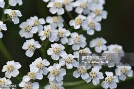Attēlu rezultāti vaicājumam “Achillea salicifolia”