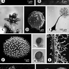 Attēlu rezultāti vaicājumam “Stemonaria irregularis”