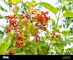 Attēlu rezultāti vaicājumam “Viburnum opulus fruit”