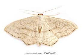 Attēlu rezultāti vaicājumam “Idaea biselata”