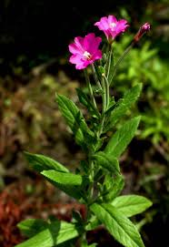 Attēlu rezultāti vaicājumam “Epilobium hirsutum”
