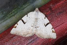 Attēlu rezultāti vaicājumam “Macaria wauaria”