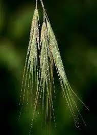 Attēlu rezultāti vaicājumam “Anisantha tectorum fruit”