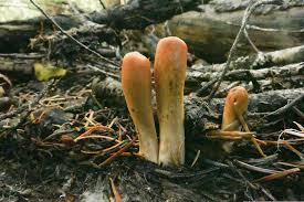 Attēlu rezultāti vaicājumam “Clavariadelphus pistillaris”