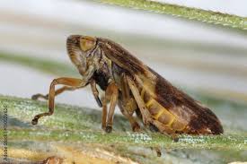 Attēlu rezultāti vaicājumam “Philaenus spumarius”