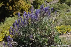 Attēlu rezultāti vaicājumam “Boraginaceae”
