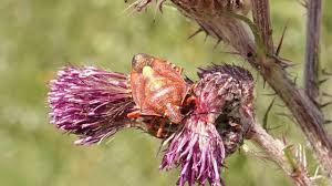 Attēlu rezultāti vaicājumam “Carpocoris purpureipennis”