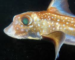 Image result for Hydrolagus colliei