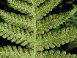 Attēlu rezultāti vaicājumam “Phegopteris connectilis”