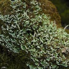 Attēlu rezultāti vaicājumam “Cladonia ochrochlora”