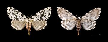 Attēlu rezultāti vaicājumam “Lymantria monacha pupa”