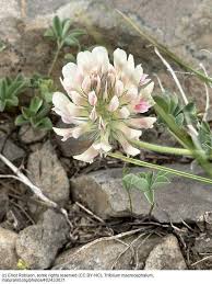 Attēlu rezultāti vaicājumam “Trifolium repens fruit”