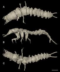 Attēlu rezultāti vaicājumam “Omophron limbatum”
