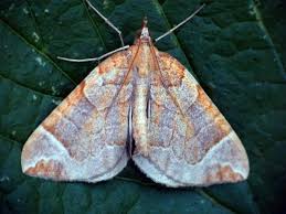 Attēlu rezultāti vaicājumam “Eulithis testata”