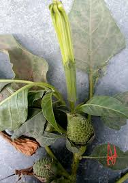 Attēlu rezultāti vaicājumam “Datura stramonium fruit”