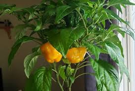 Afbeeldingsresultaat voor yellow mushroom hot pepper