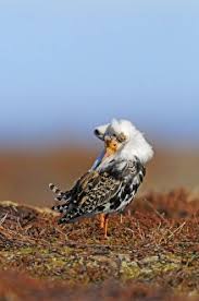 Attēlu rezultāti vaicājumam “Philomachus pugnax adult”