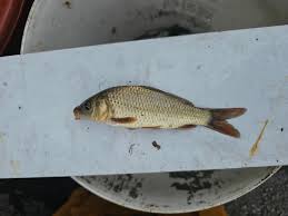 Image result for Cyprinus rubrofuscus
