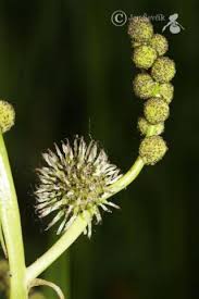 Attēlu rezultāti vaicājumam “Sparganiaceae”
